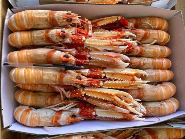 Langoustine